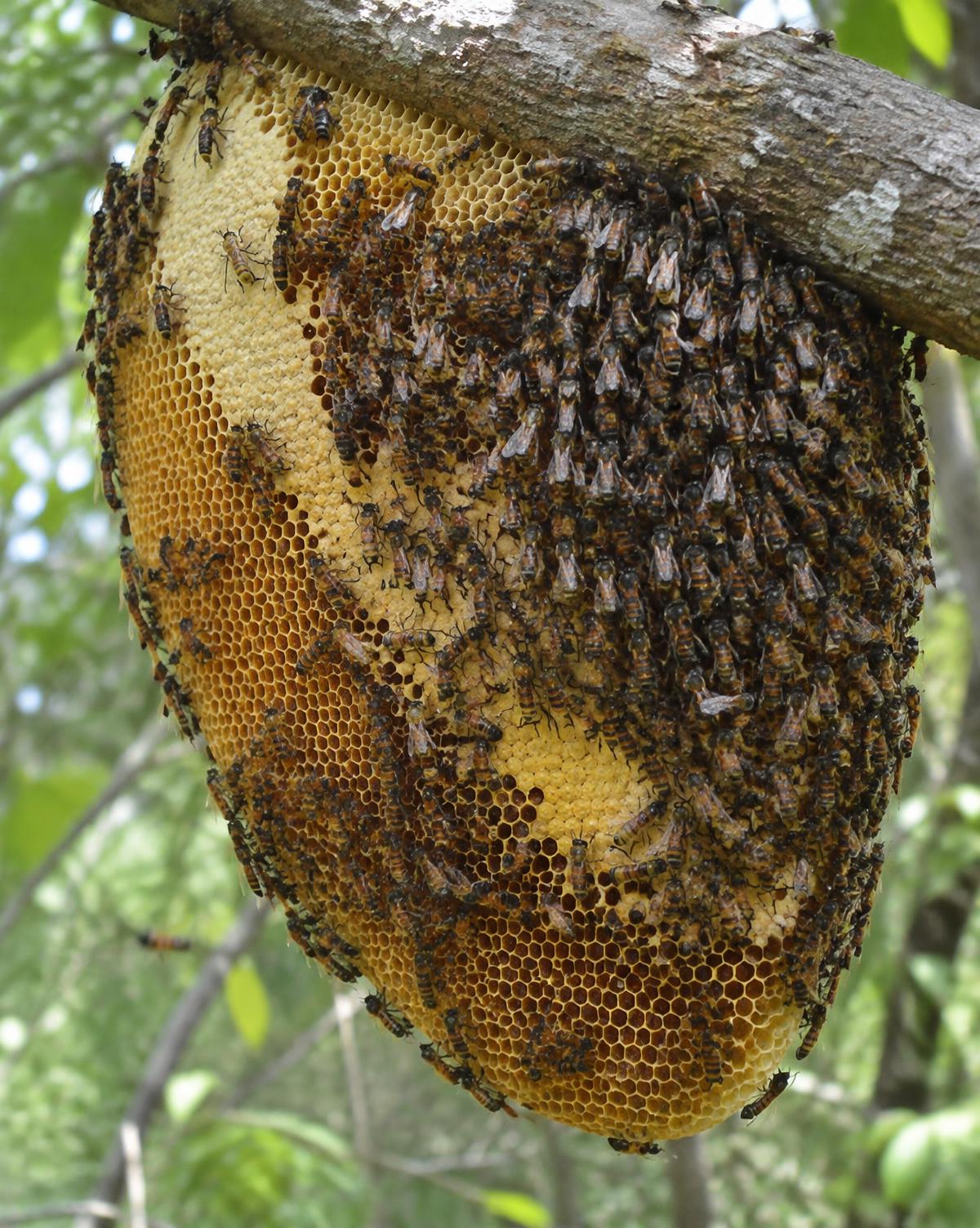 Wild rock bee comb